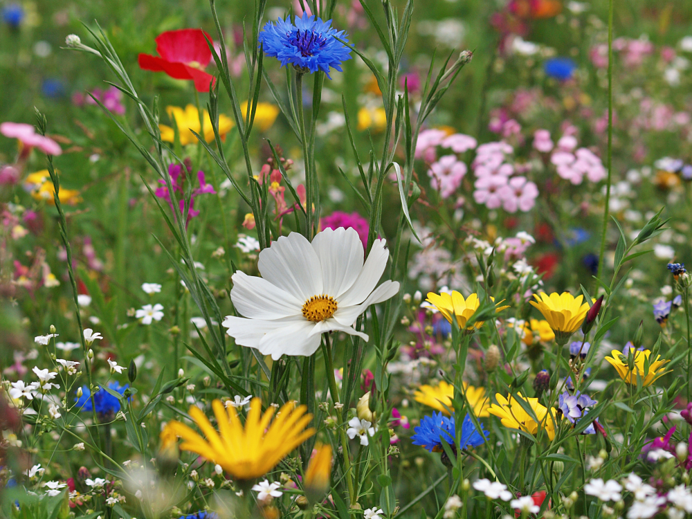 Un jardin coloré et écologique avec la jachère fleurie — free download