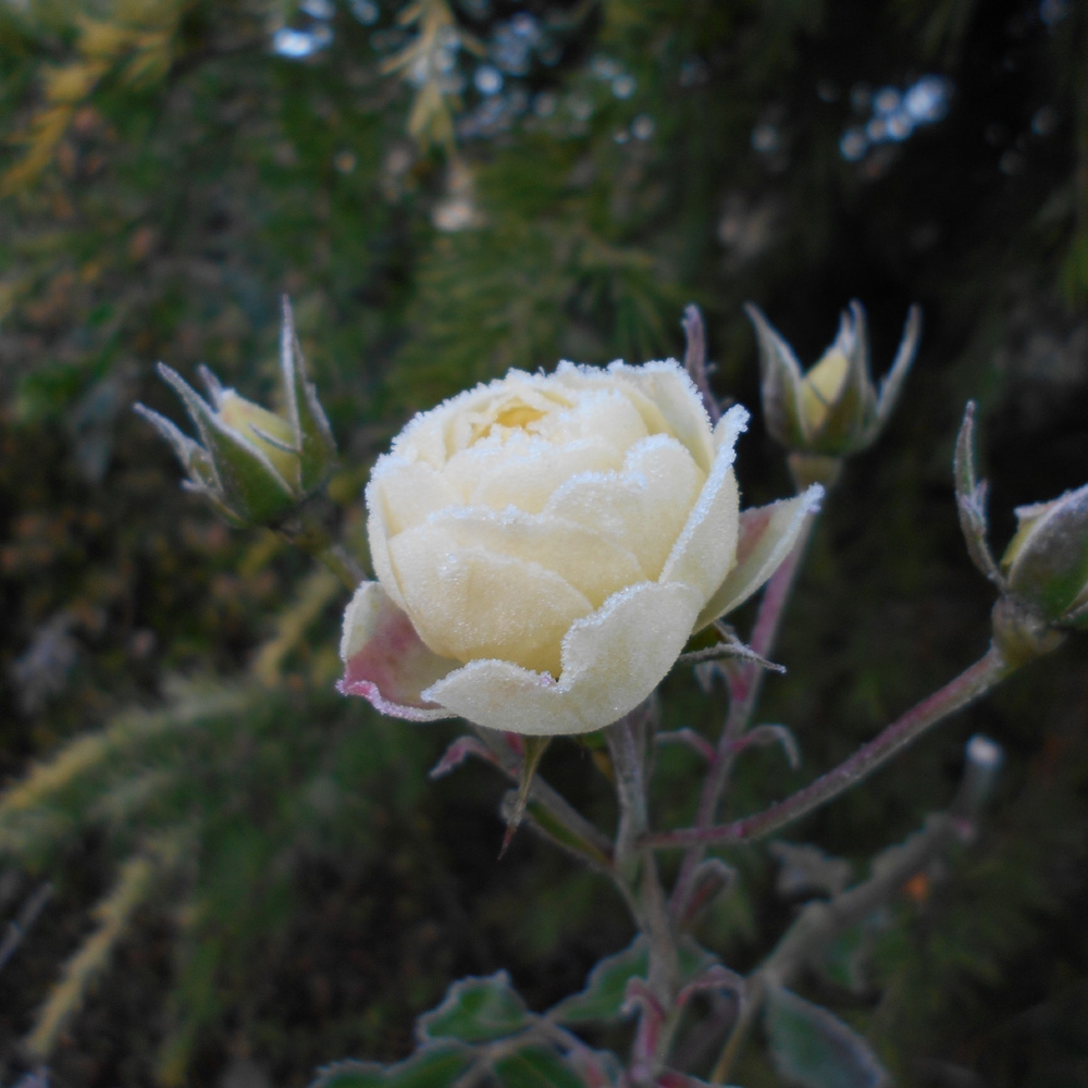 Vague De Froid Comment Protéger Vos Plantes