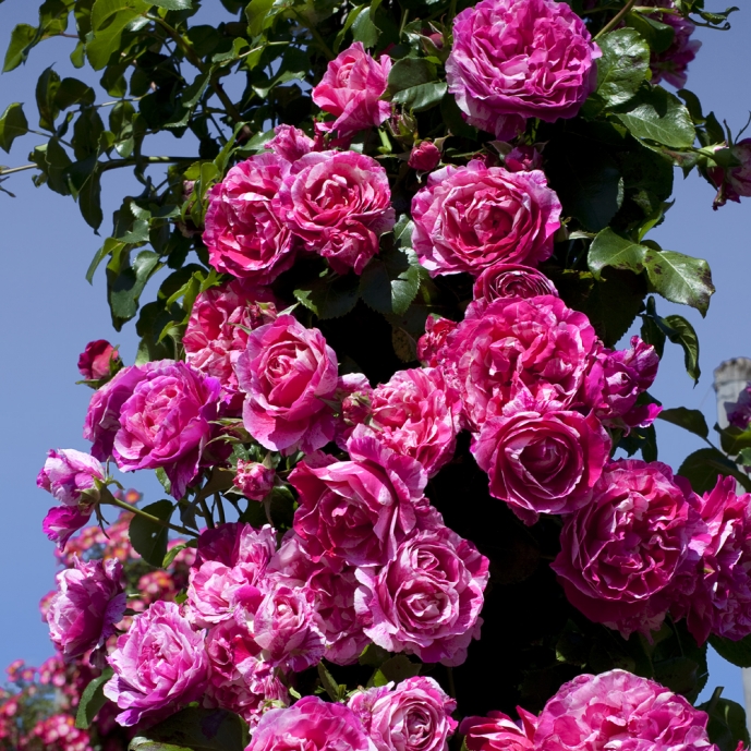 Rosier Sweet Laguna (Grimpant Kordes) - Les Roses de Daniel