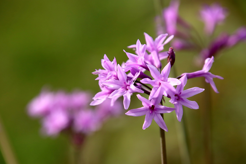 Tulbaghias : comment les planter, les entretenir et les conserver ?