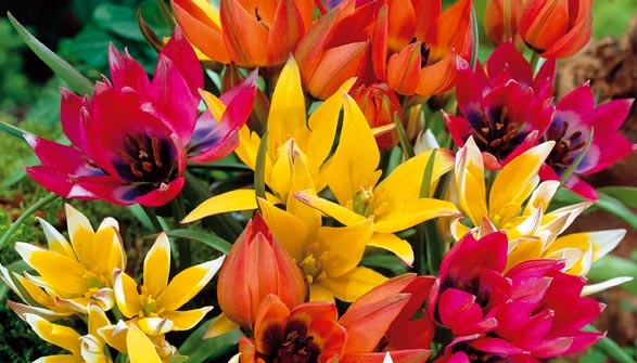C-LARSS 1 Sac De Graines De Tulipe Faciles à Planter Pour Cour/Serre/Parc arc-en-ciel Graine de tulipe Graines De Bulbes De Tulipe De Couleur Arc-en-ciel Vivaces 