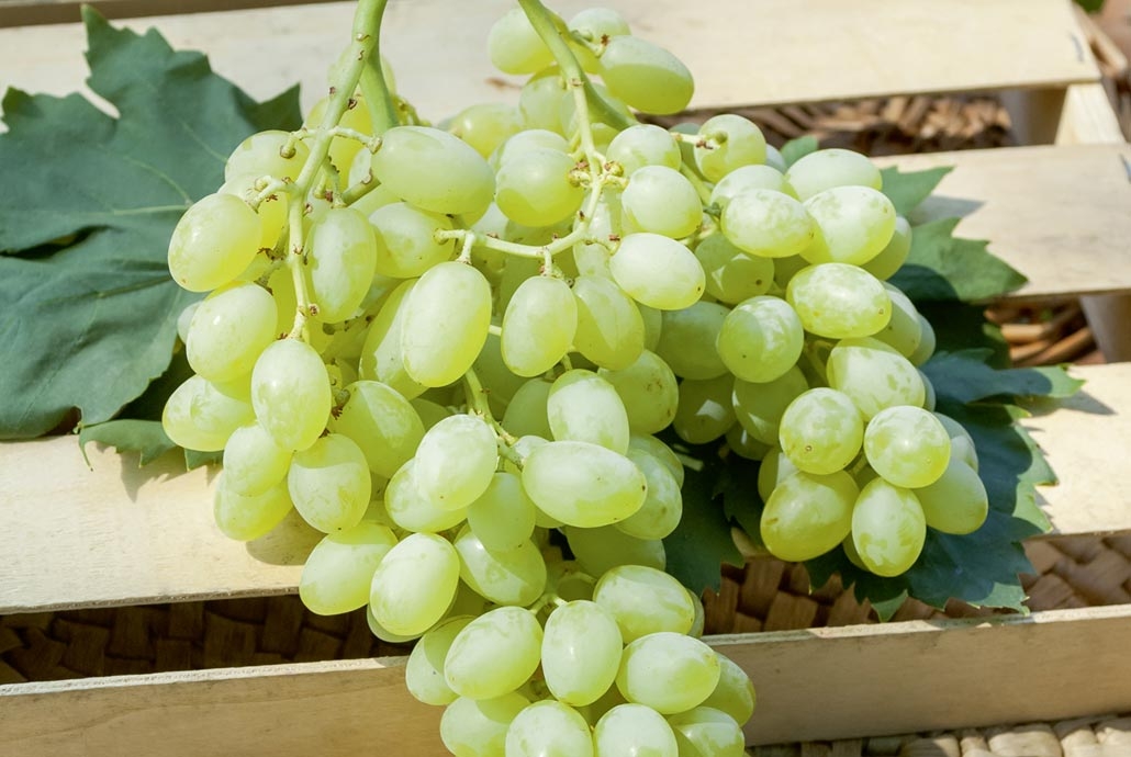 Vigne De Table Conseils De Plantation Taille Et Entretien