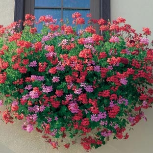 Geranium Lierre Et Zonale Conseils De Plantation Et Entretien