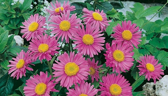 Marguerite Et Compagnie Conseils De Plantation Et Entretien