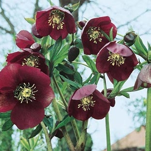 Rose de Noël (Hellebore) : Conseils de plantation et entretien