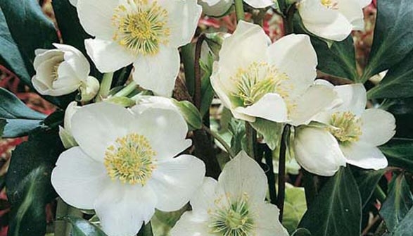 Rose de Noël (Hellebore) : Conseils de plantation et entretien