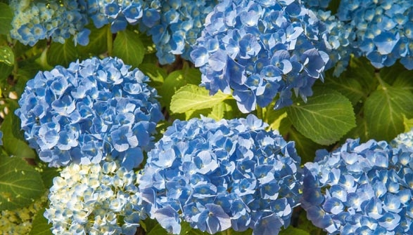 Hortensia Conseils De Plantation