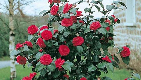Camelia Conseils De Plantation Et Entretien