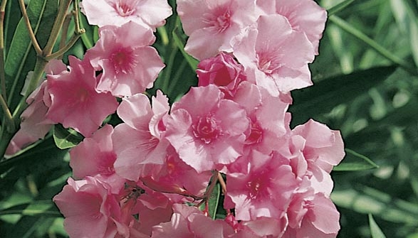Laurier Rose Conseils De Plantation Taille Et Entretien