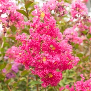 Lagerstroemia Lilas Des Indes Conseils De Plantation