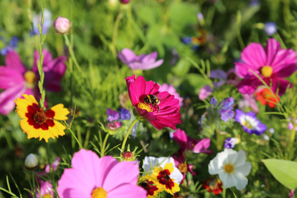 Un jardin coloré et écologique avec la jachère fleurie — free download