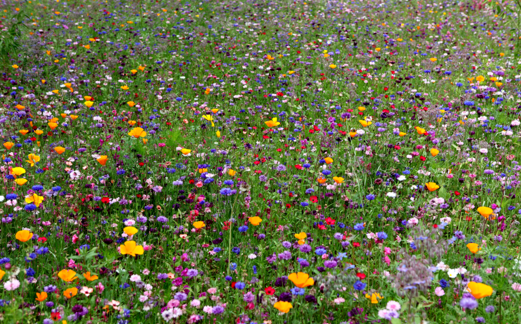 Un jardin coloré et écologique avec la jachère fleurie — free download