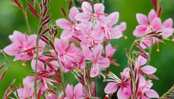 Fleurs Qui Fleurissent Toute L Année Exterieur Un Jardin Fleuri Toute L Annee Voici Nos Conseils