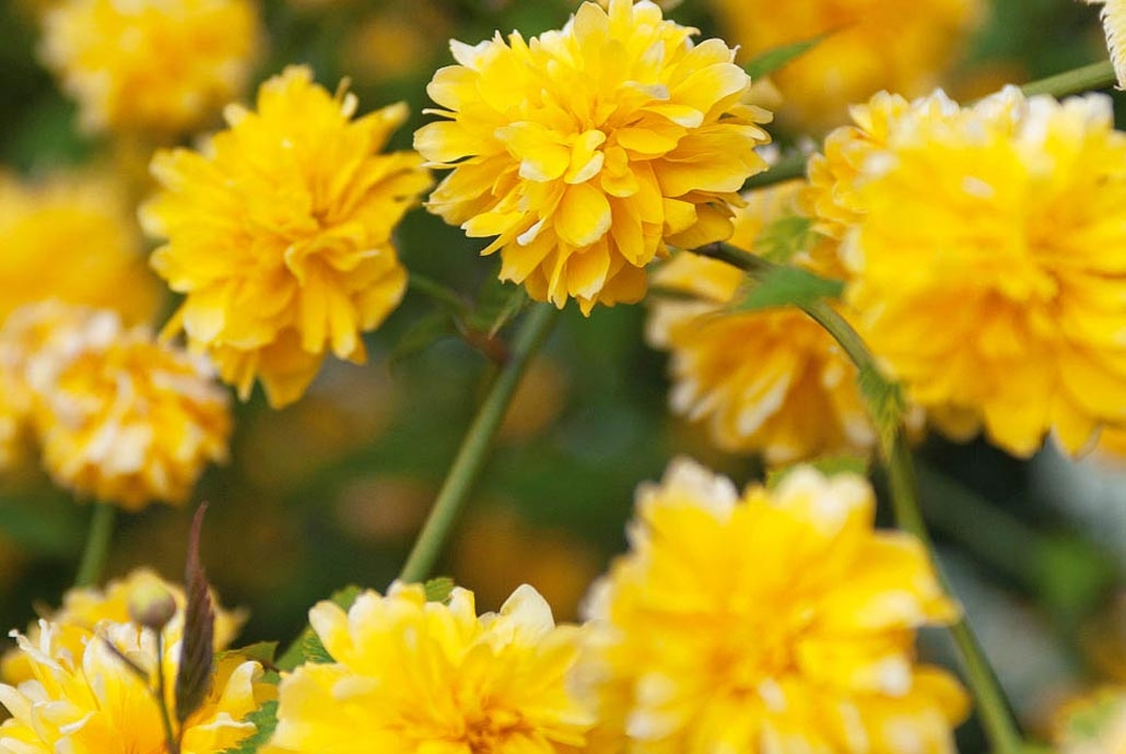Arbuste à pompons jaunes