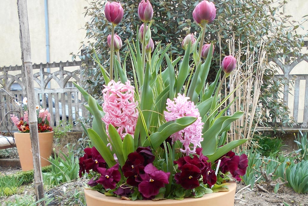 Associations De Bulbes En Pot Comment Reussir Une Plantation En