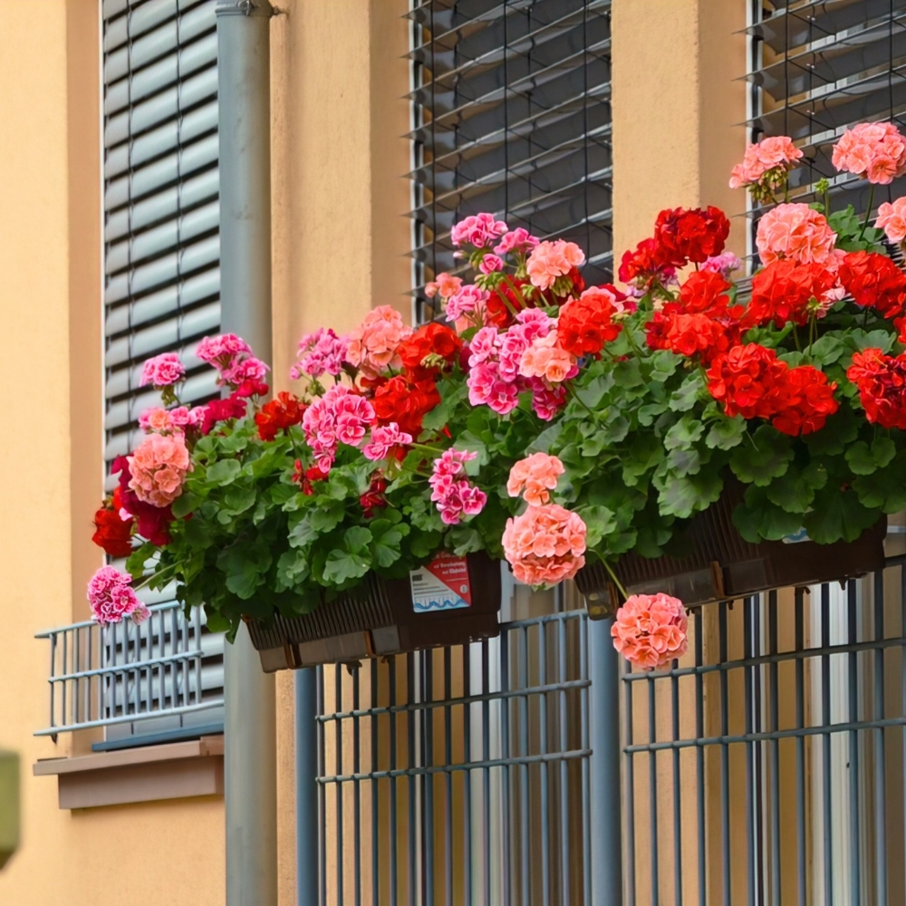 géranium balconnière