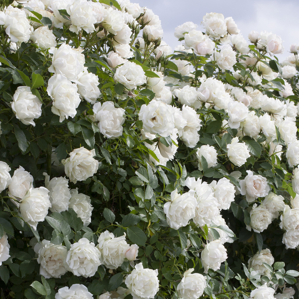 /media/wysiwyg/1303_-_2944_-_2491_-_2302_-_Cr_me_CHANTILLY_Meiradena_709__HD-T1000.jpg