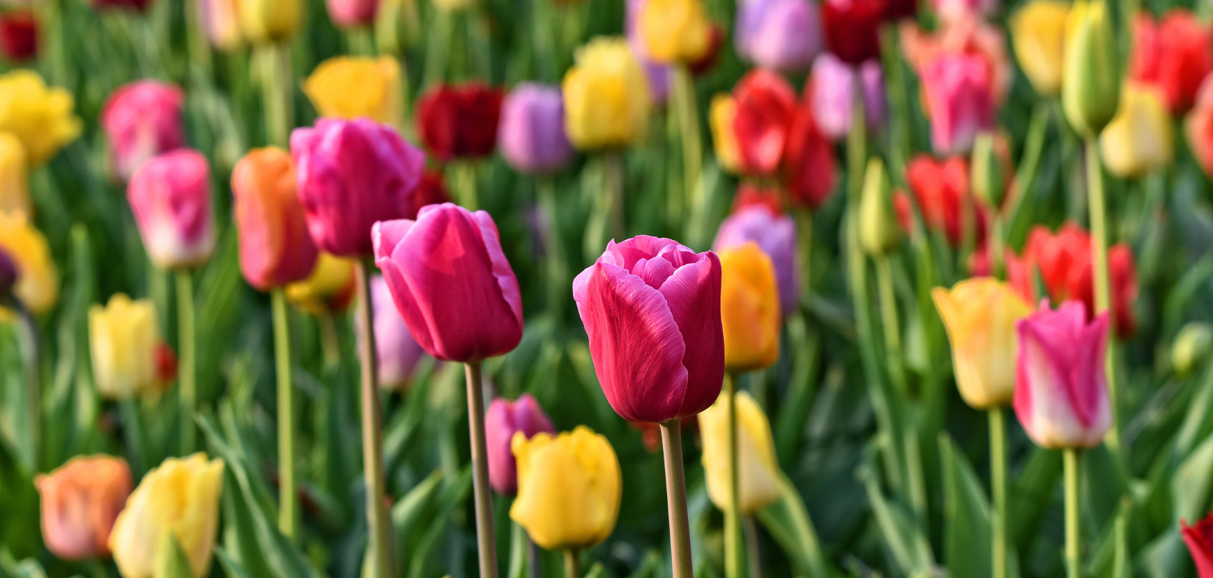 Tulipe : plantation, floraison et entretien