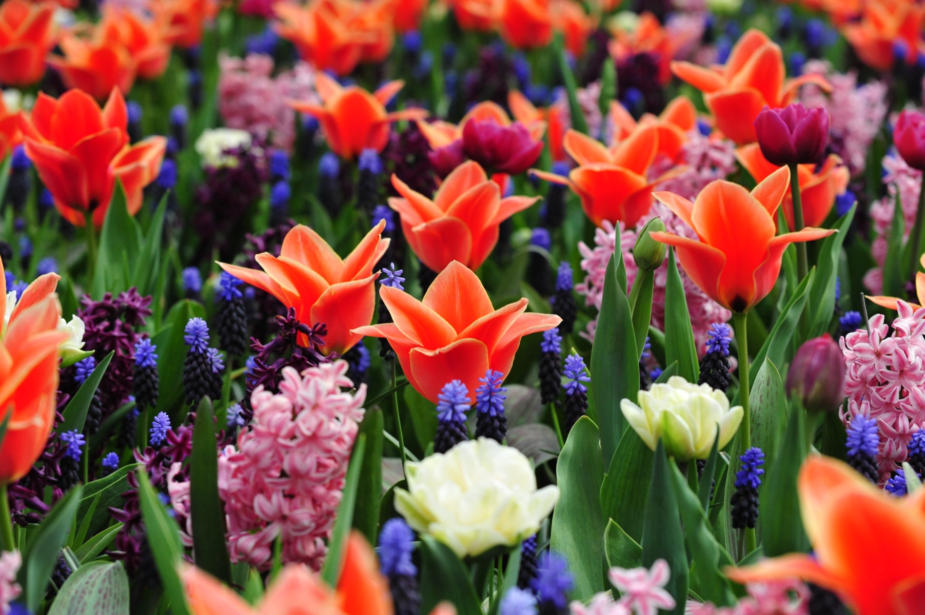 Comment replanter les bulbes de tulipes?