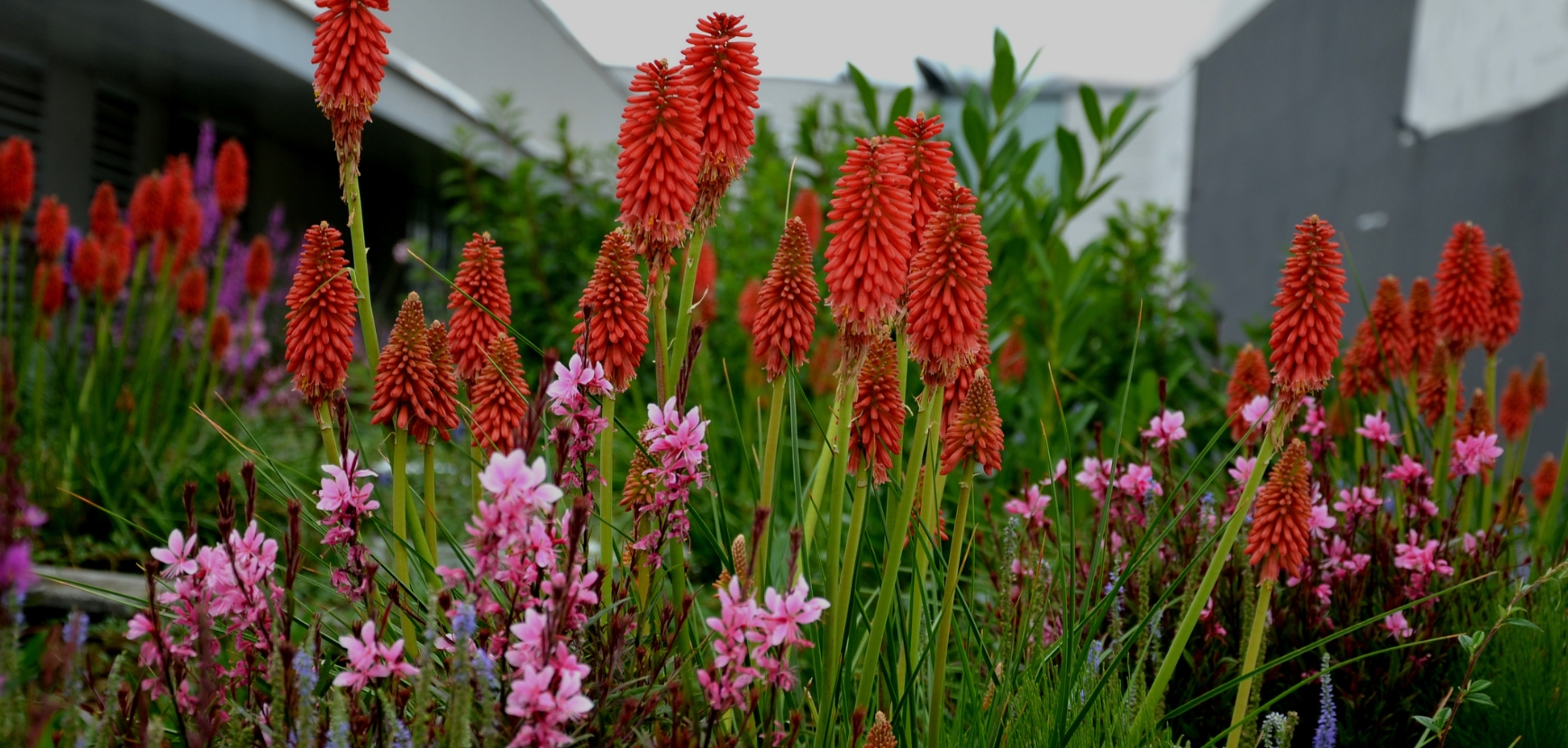 Un jardin économe en eau et beau !