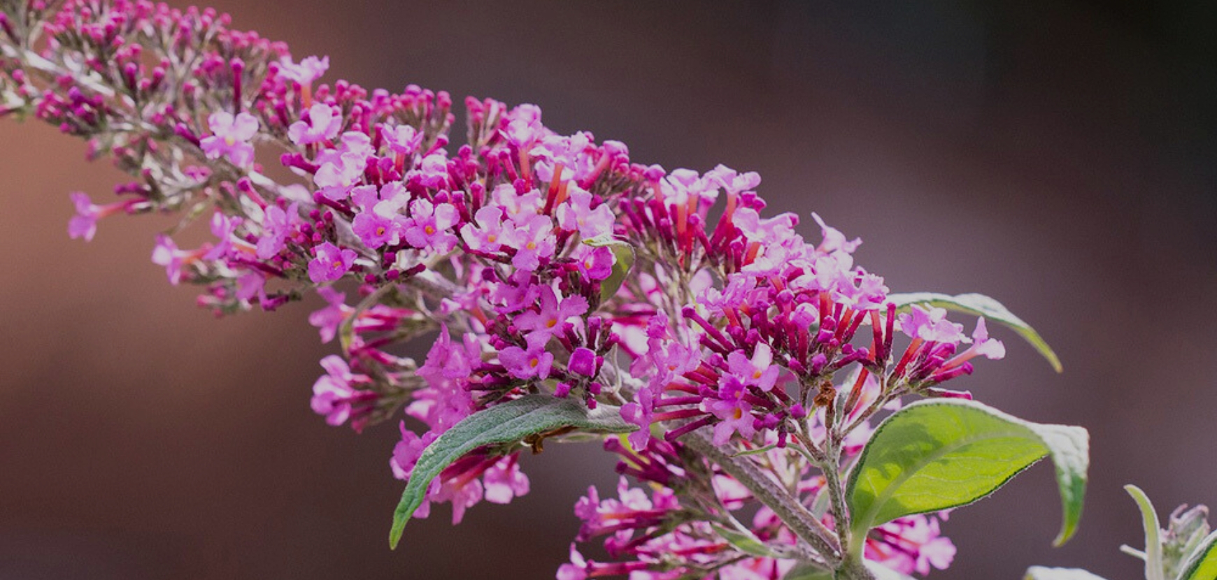 Buddleias : les plantes idéales pour attirer les pollinisateurs dans votre jardin