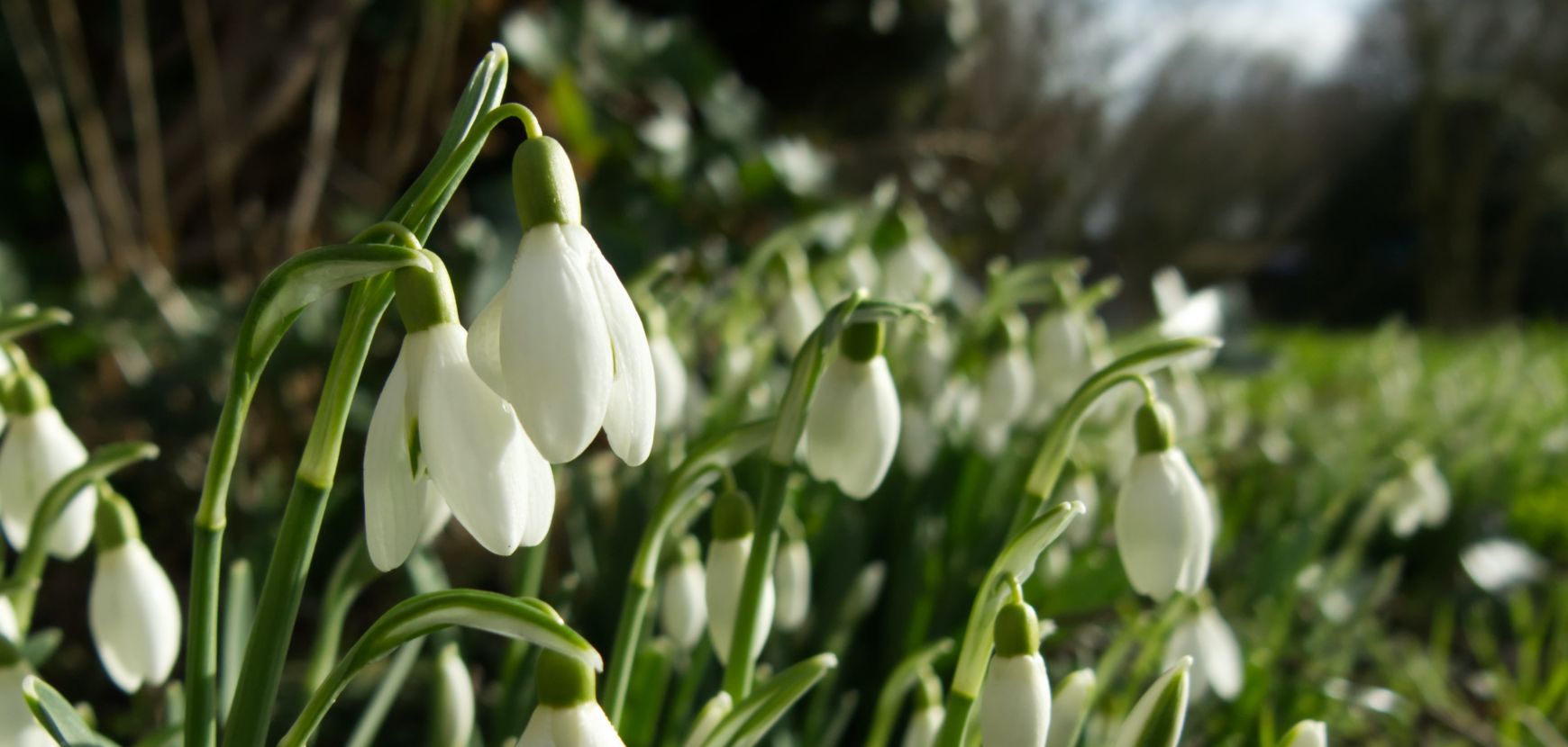 Que faire au jardin en février ? Que faire au jardin en février ?