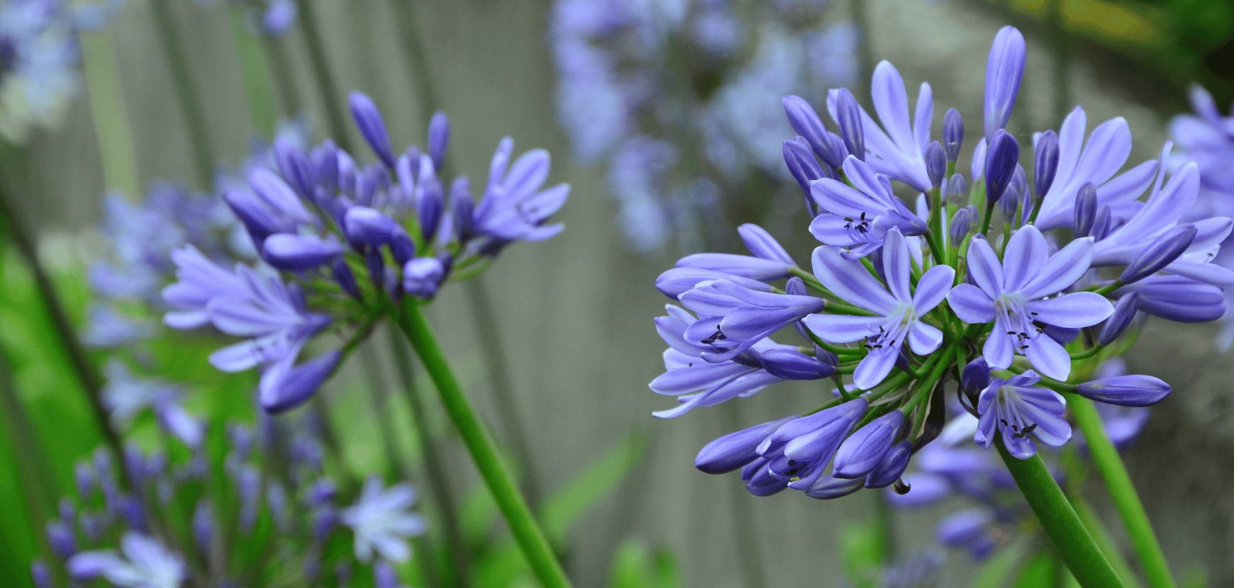 Agapanthes : comment les planter, les entretenir et les conserver ?