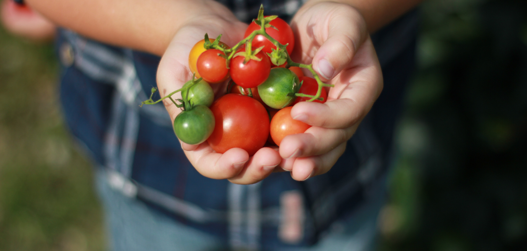 Comment planter des tomates en pot ?