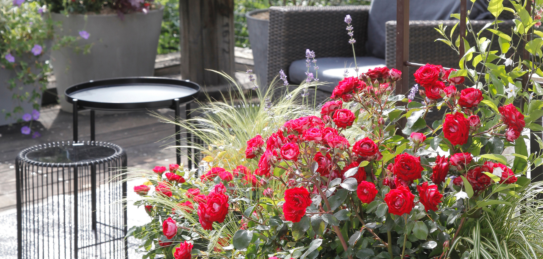 Rosiers, comment réussir une plantation en pot pour balcon ou terrasse ?