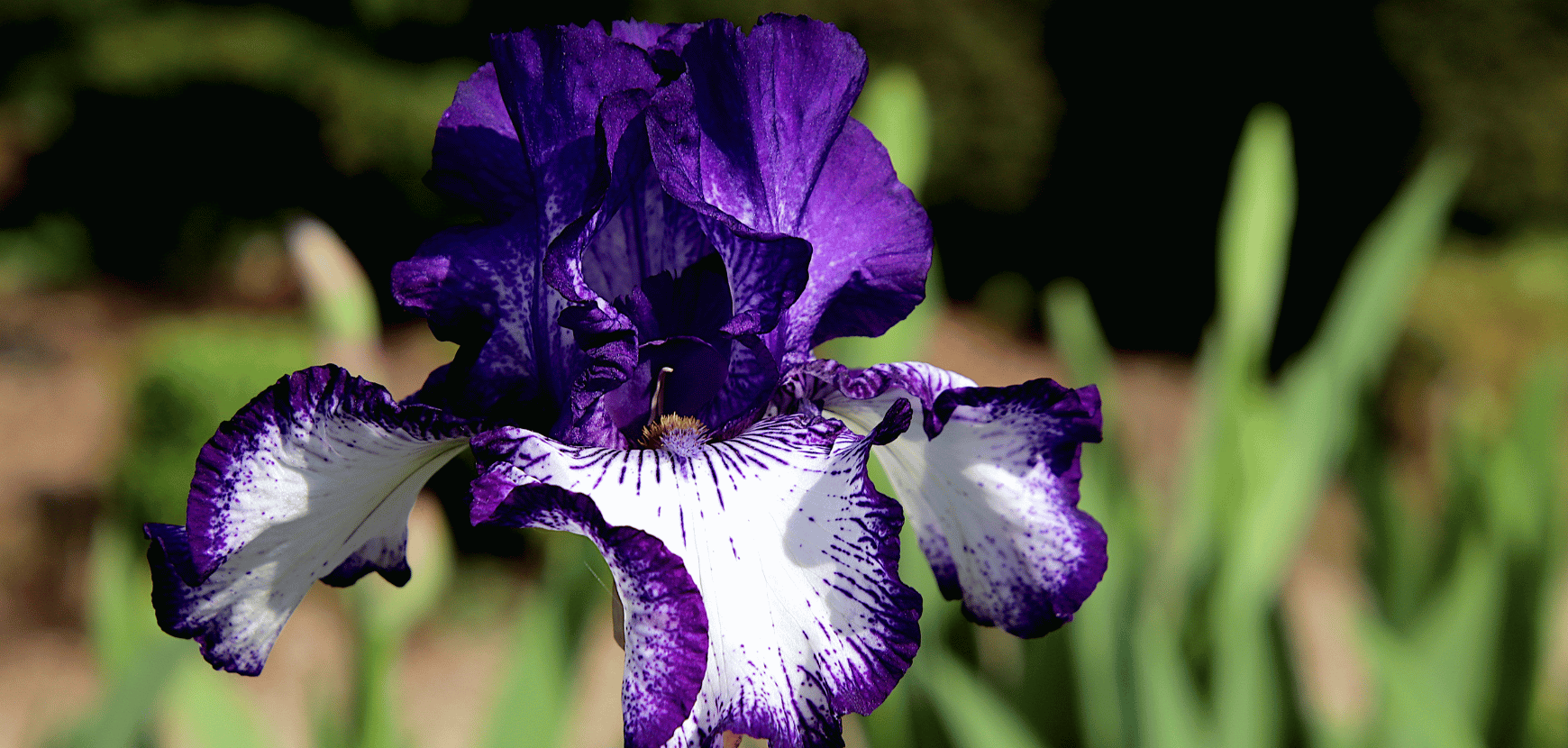 Iris : conseils de plantation et entretien