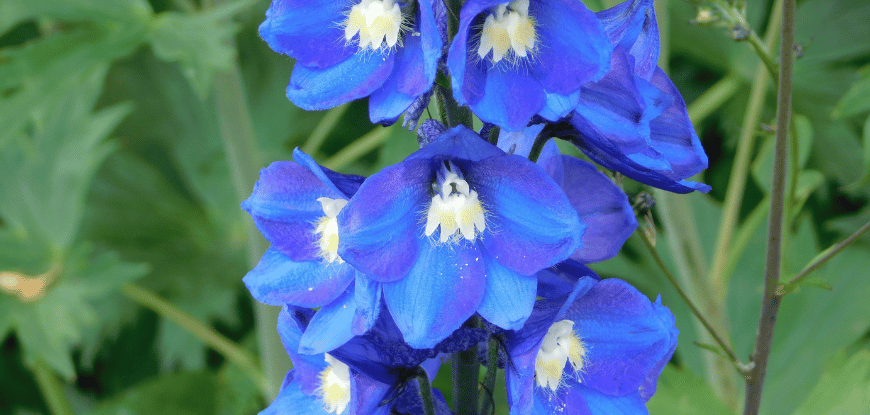 Delphinium : Conseils de plantation et entretien