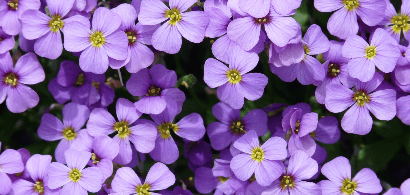 Aubriète : conseils de plantation et entretien