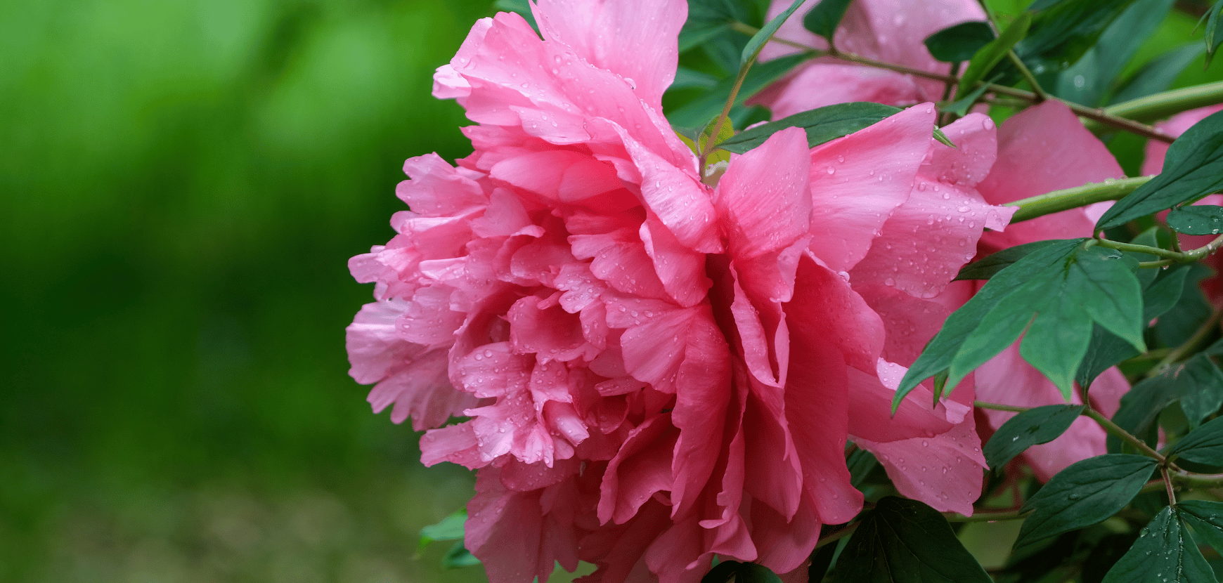Pivoines arbustives : conseils de plantation, de taille et d'entretien