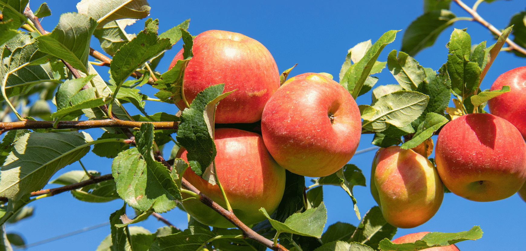 Pommier : conseils de plantation, taille et entretien