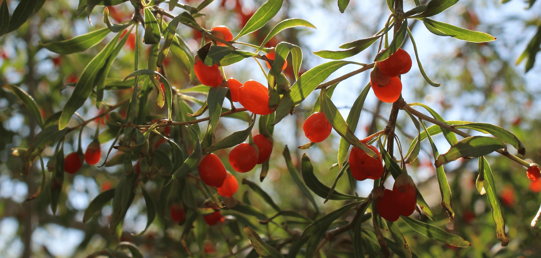 Arbre fruitier baie de Goji - Pépinière en ligne