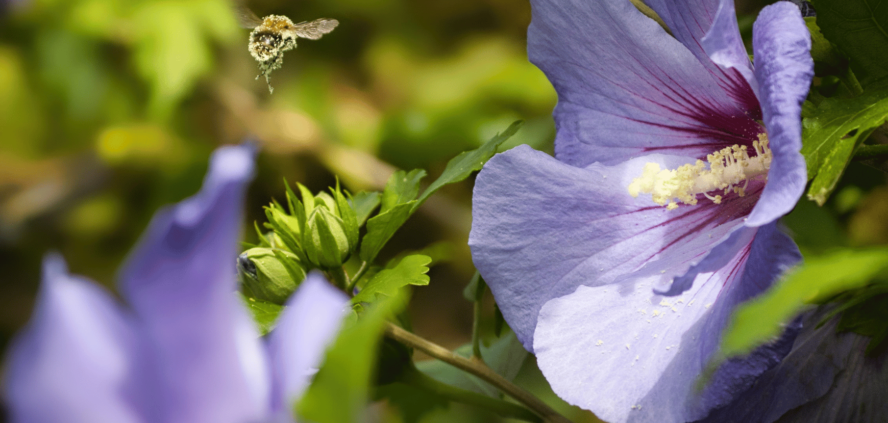 Althéa ou Hibiscus syriacus : conseils de plantation, taille et entretien