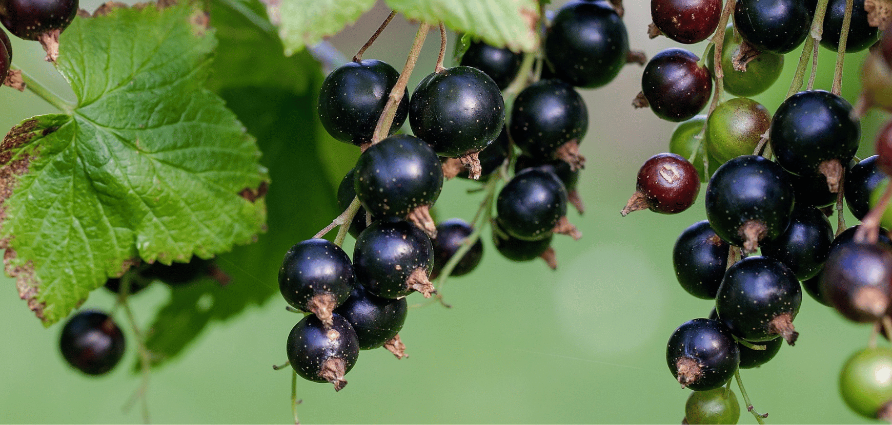 Cassissier : conseils plantation, taille et entretien