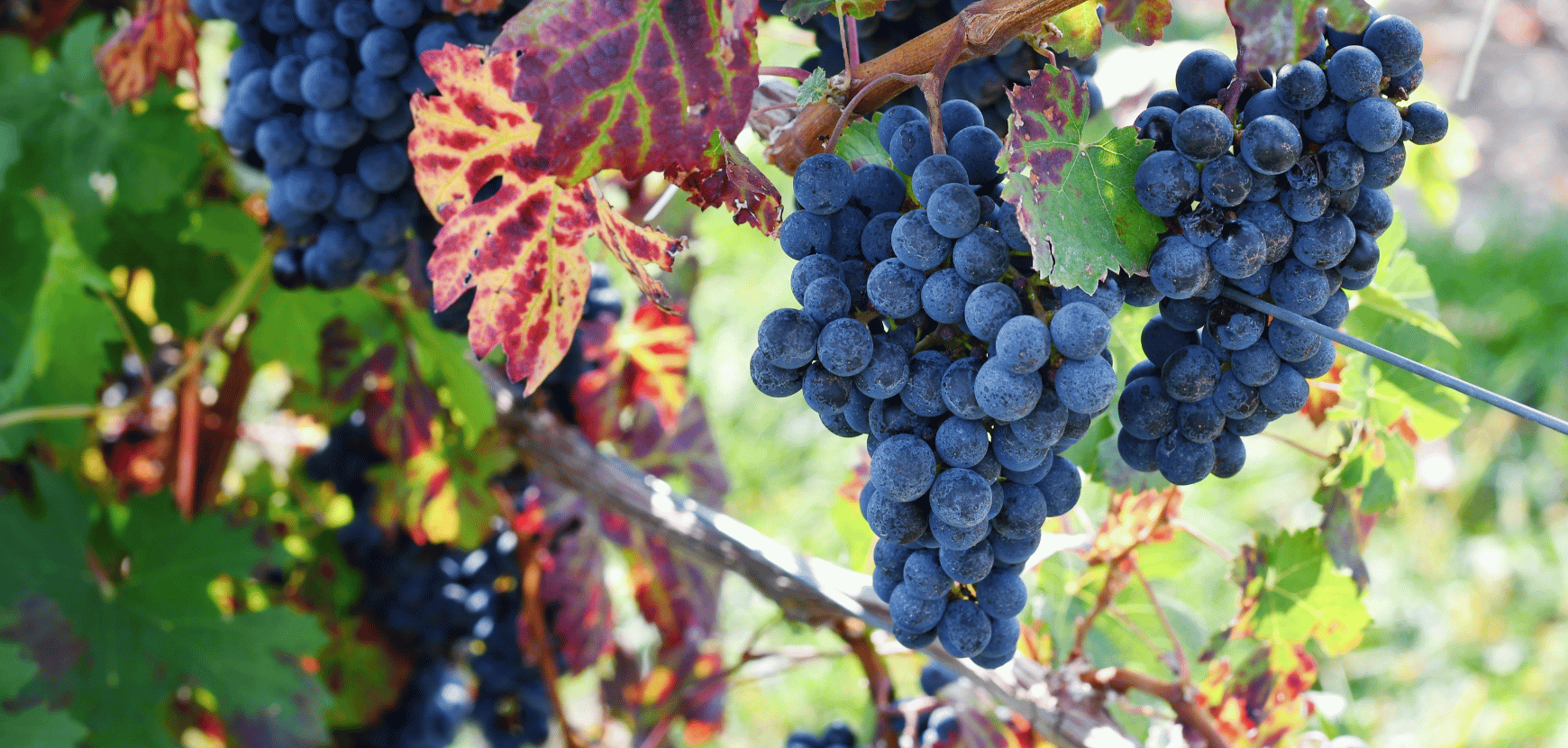 Vigne de table : conseils de plantation, taille et entretien