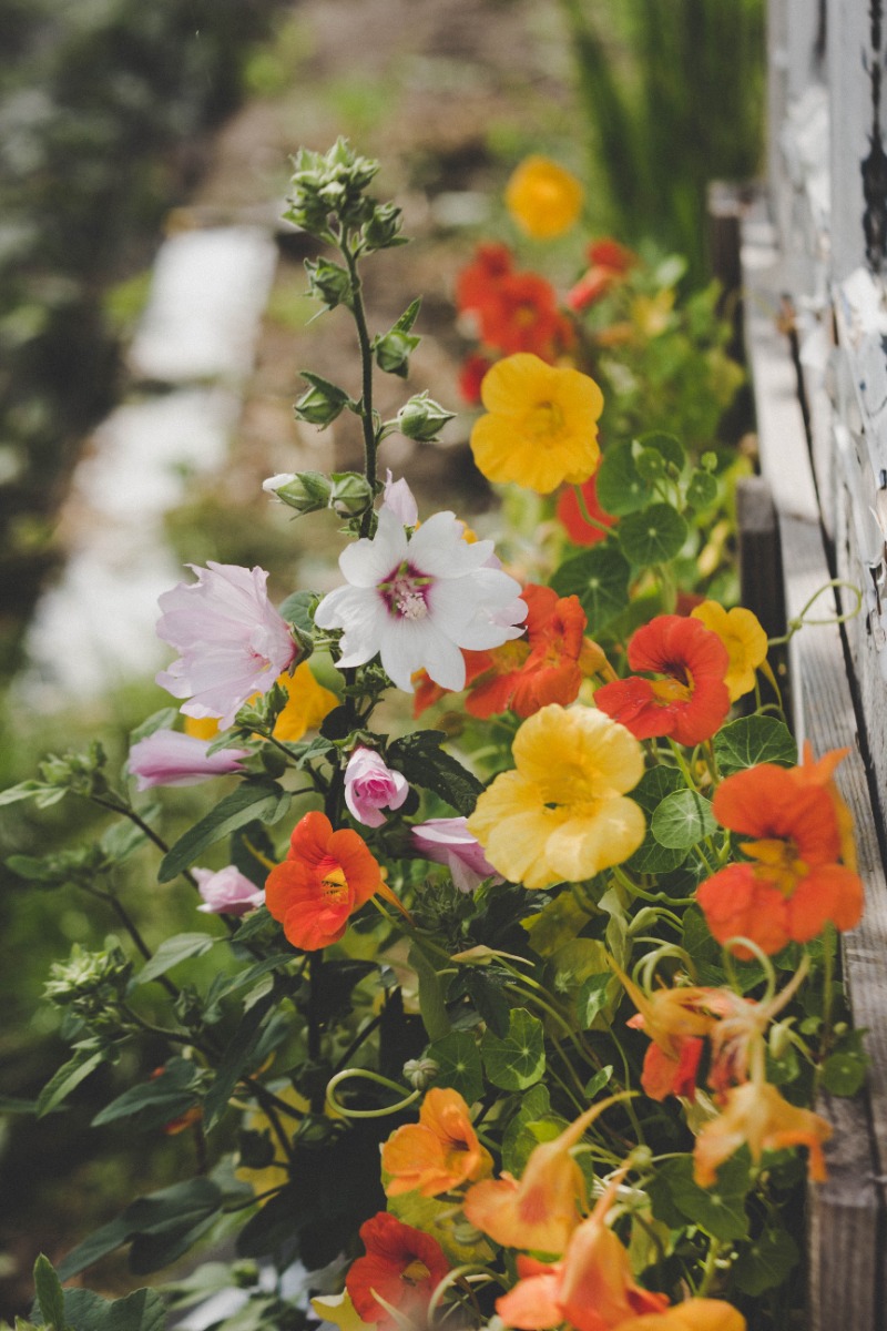 Comment planter la lavatère ?