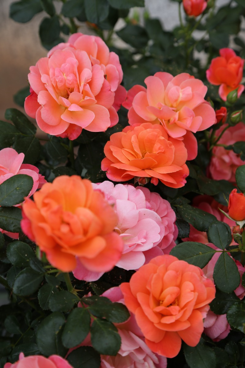 https://www.meillandrichardier.com/media/wysiwyg/Meiconfiz_Sugar_CANDY_ROSE_r_AO_Av24_7_.JPG
