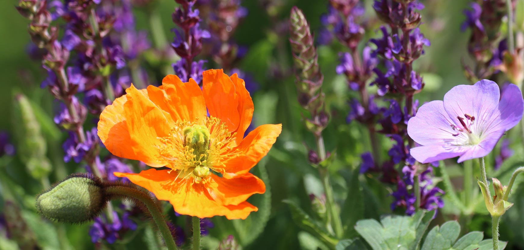 8 plantes aromatiques vivaces à planter pour de nombreuses années