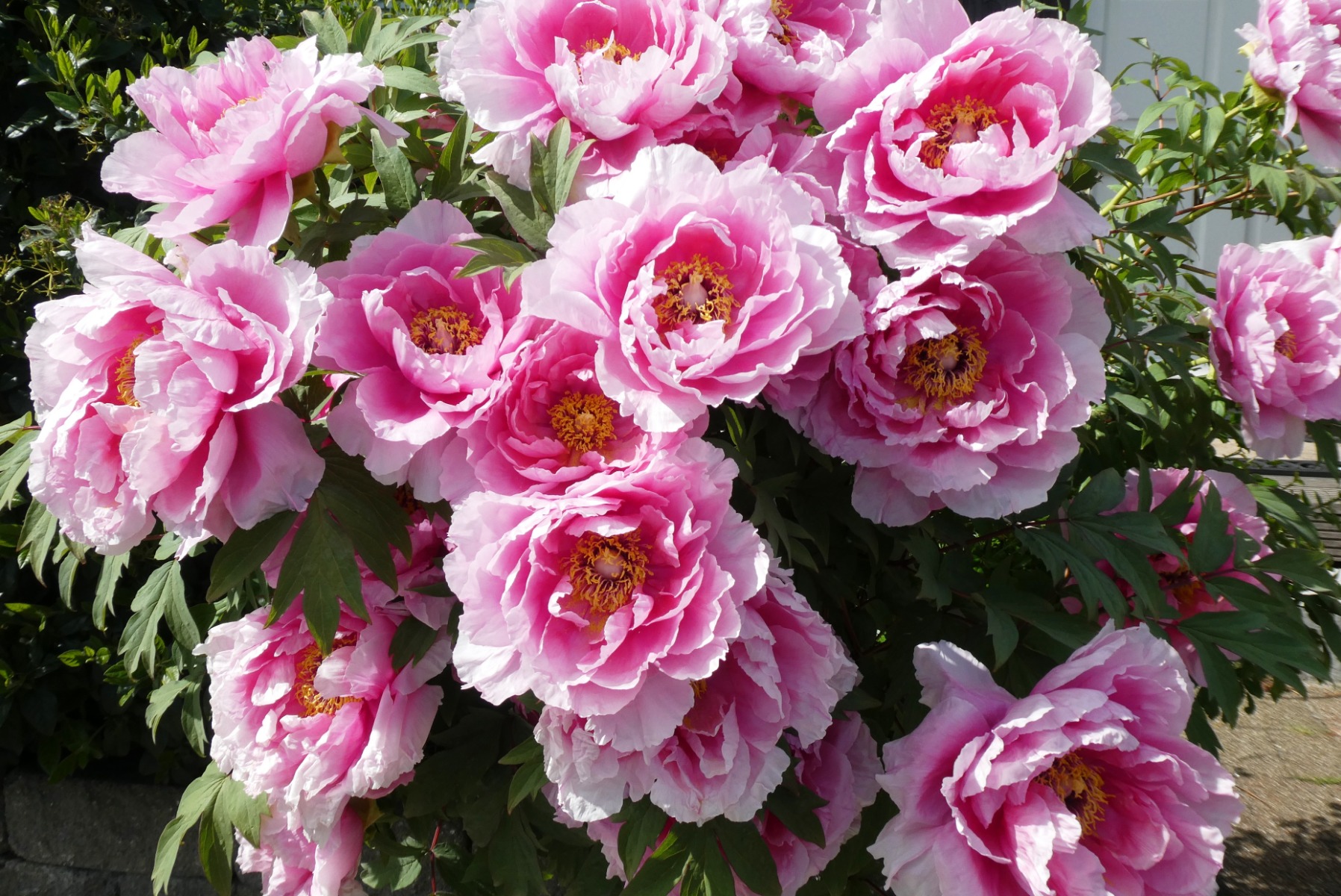 Comment tailler la pivoine arbustive ?