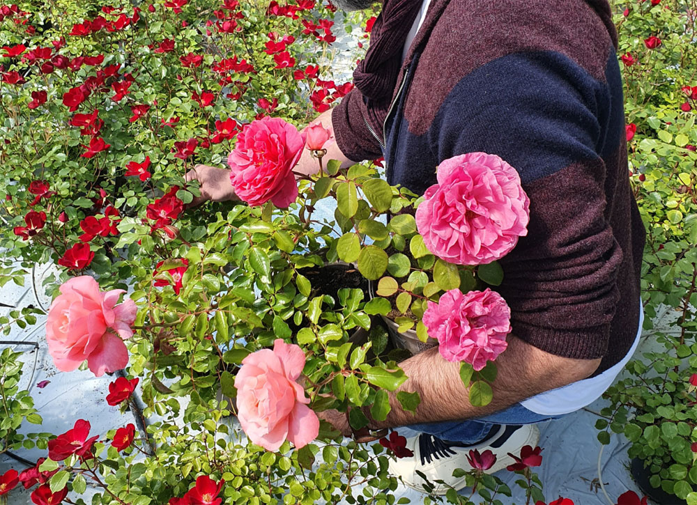 Sélection de variétés de rosiers à cultiver en pot