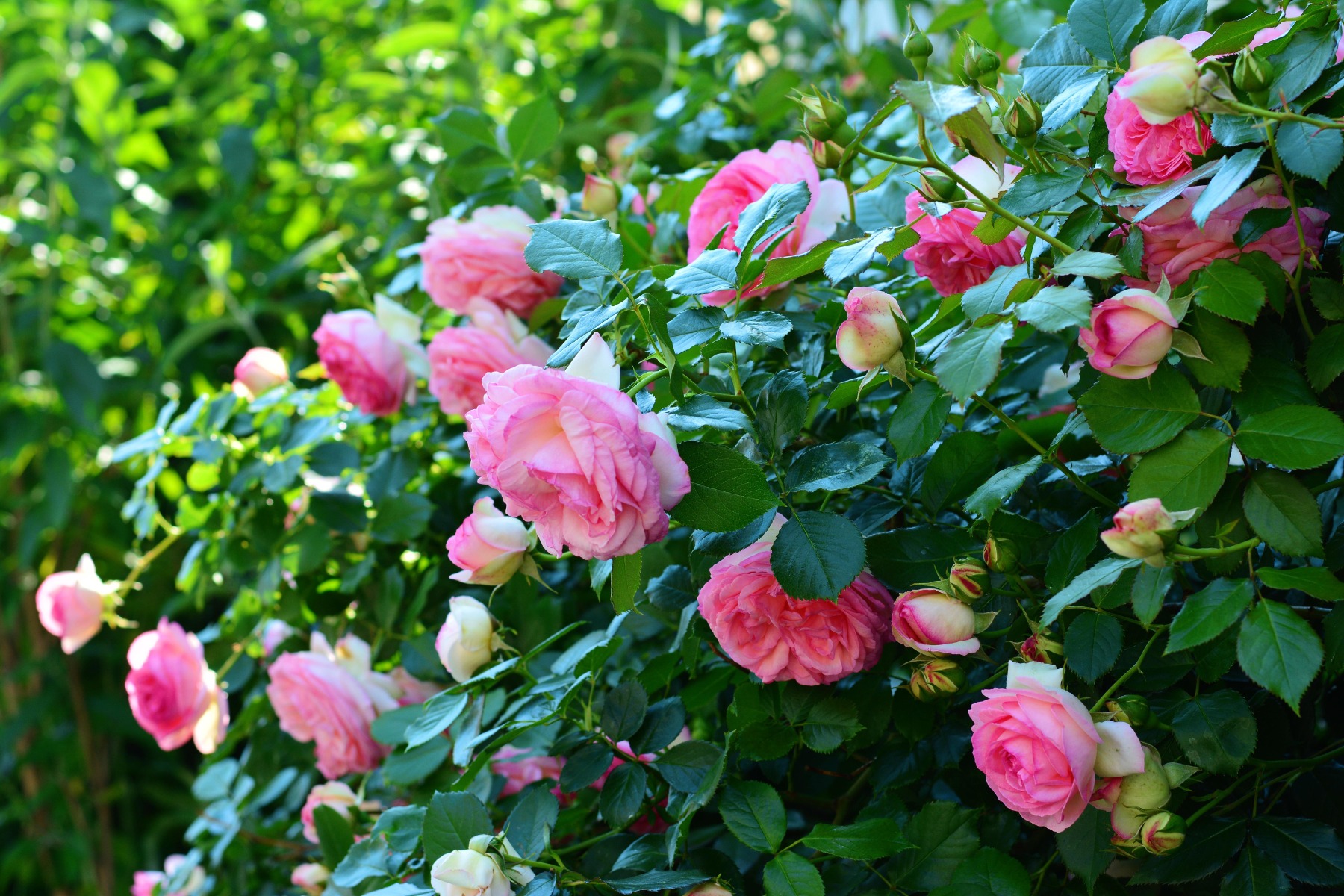 https://www.meillandrichardier.com/media/wysiwyg/Rosier_PIERRE_DE_RONSARD_r_Meiviolin_pixabay_gratuit_roses-3426105.jpg