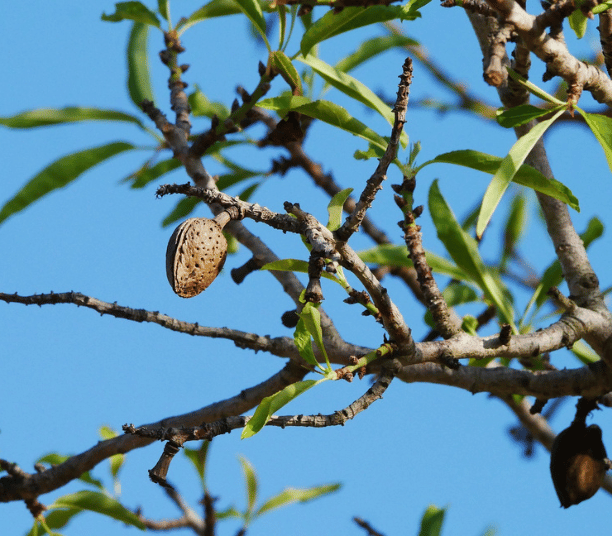 AmandierAmandes