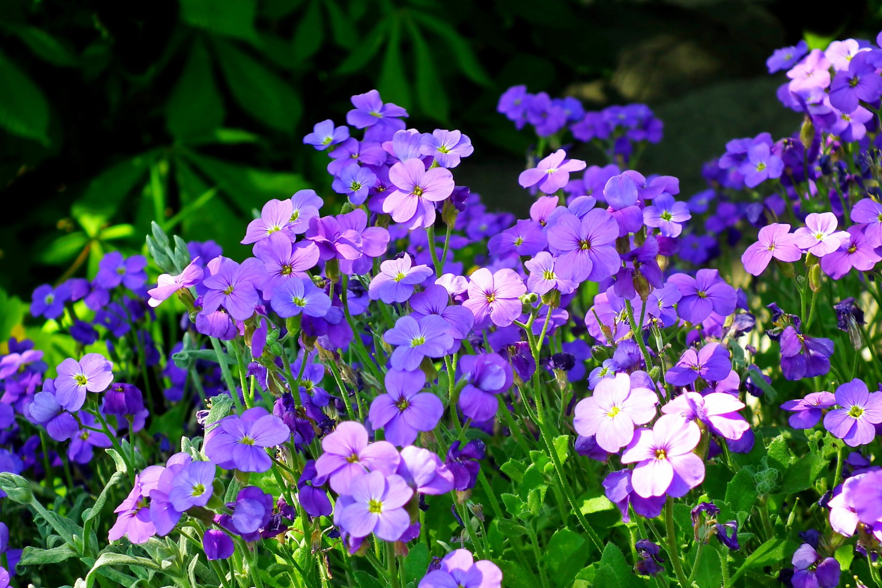 Mieux connaître l'aubriète