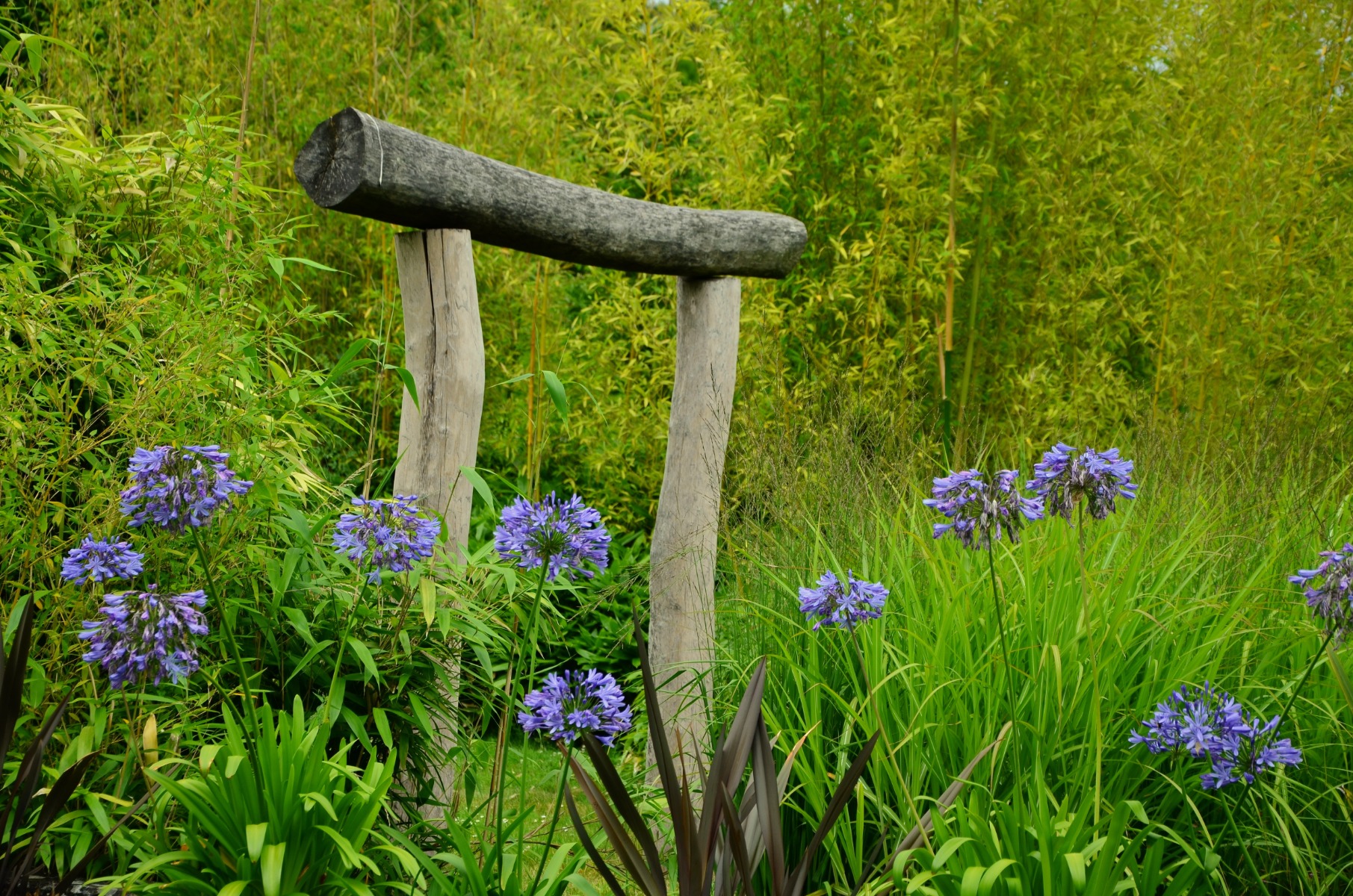 https://www.meillandrichardier.com/media/wysiwyg/agapanthe_ambiance_zen_bambous_pixabay_gratuit_ornamental-lily-1524287.jpg