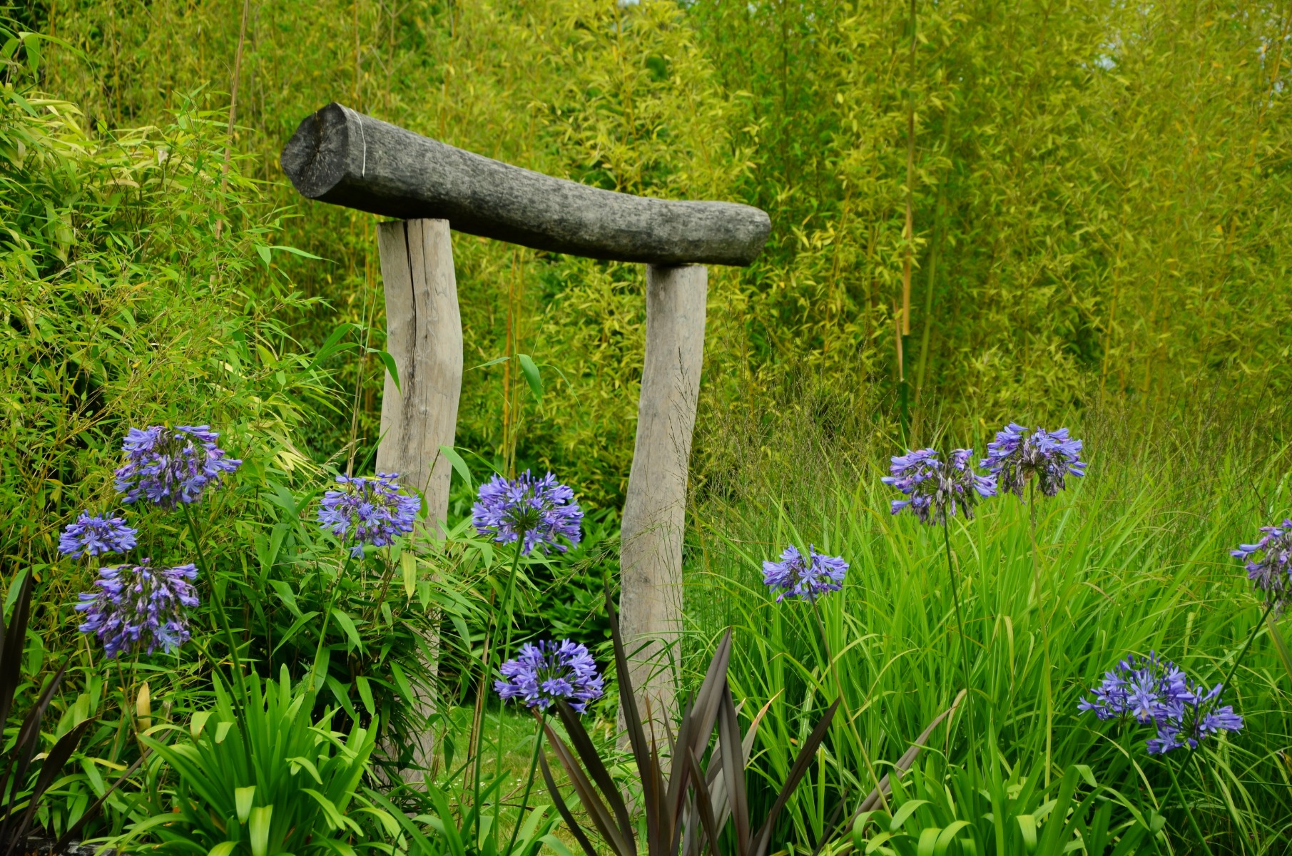 Avec quelles plantes associer un bambou ?