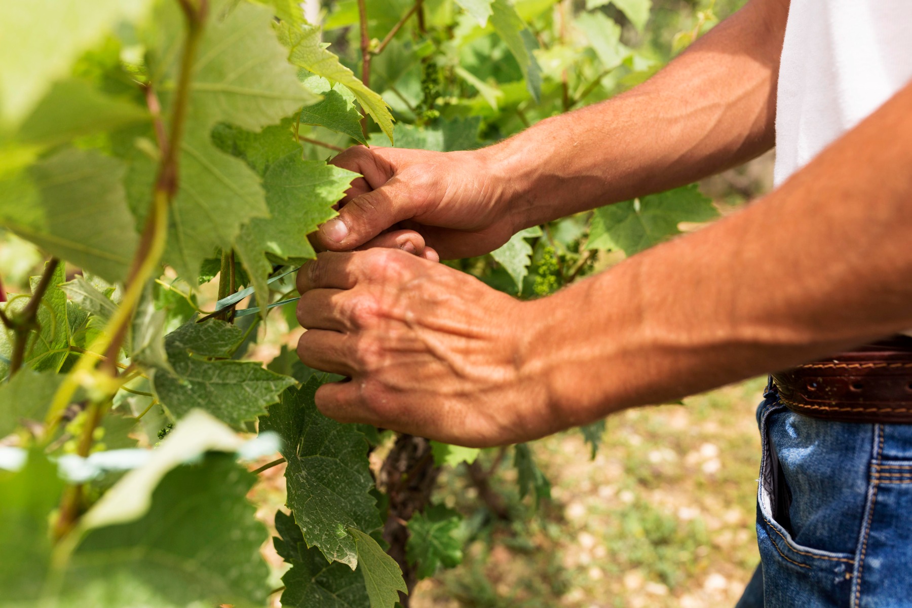 Comment planter des vignes de table ?