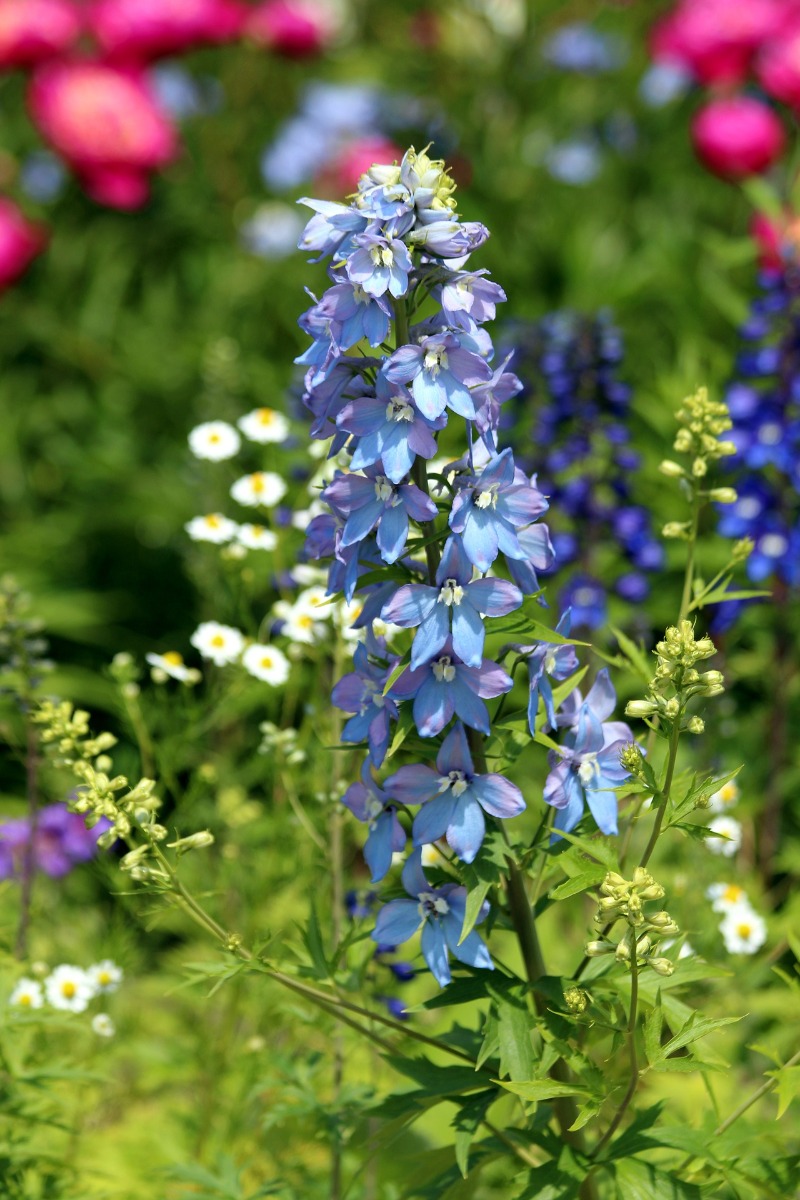 Avec quelles plantes associer un delphinium ?